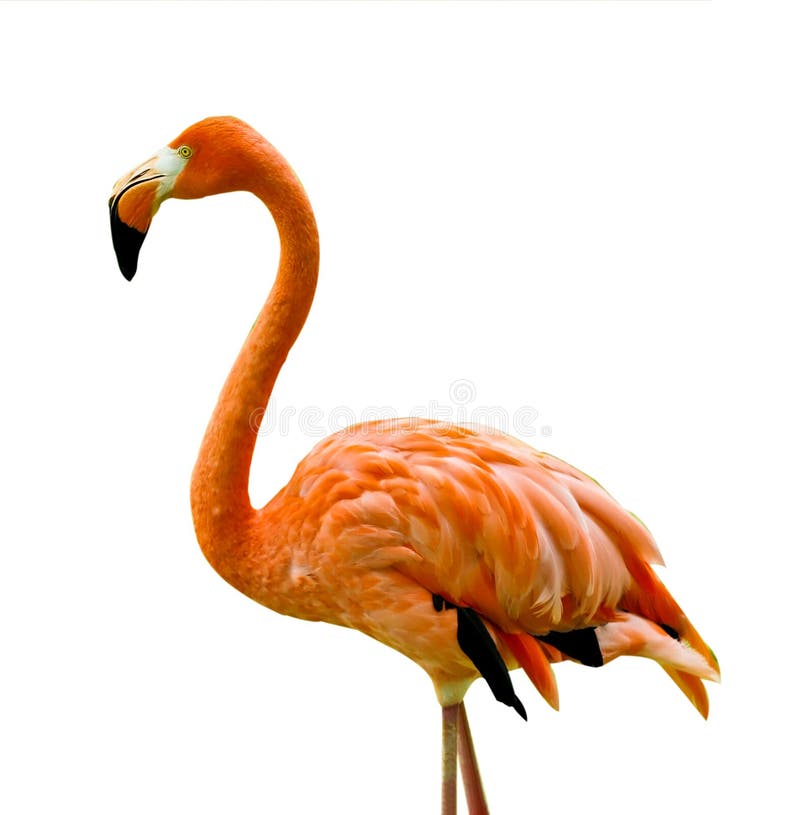 Flamingo royalty free stock images