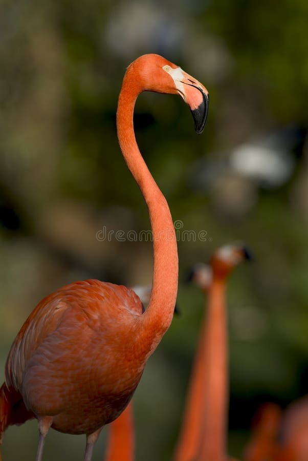 Flamingo