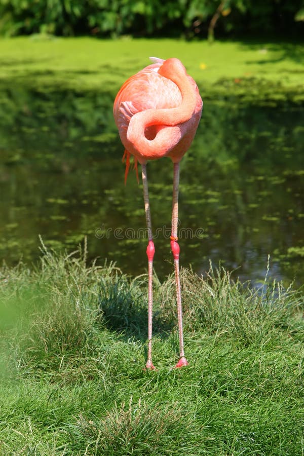 Flamingo