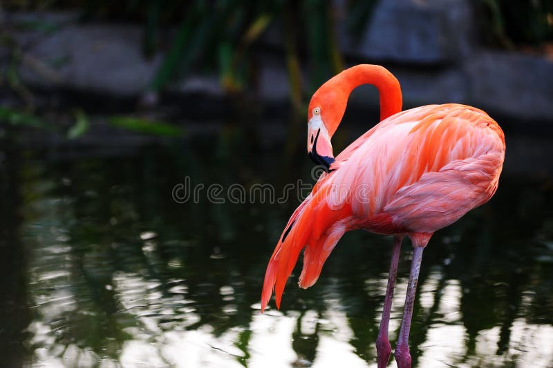 Flamingo bird royalty free stock image