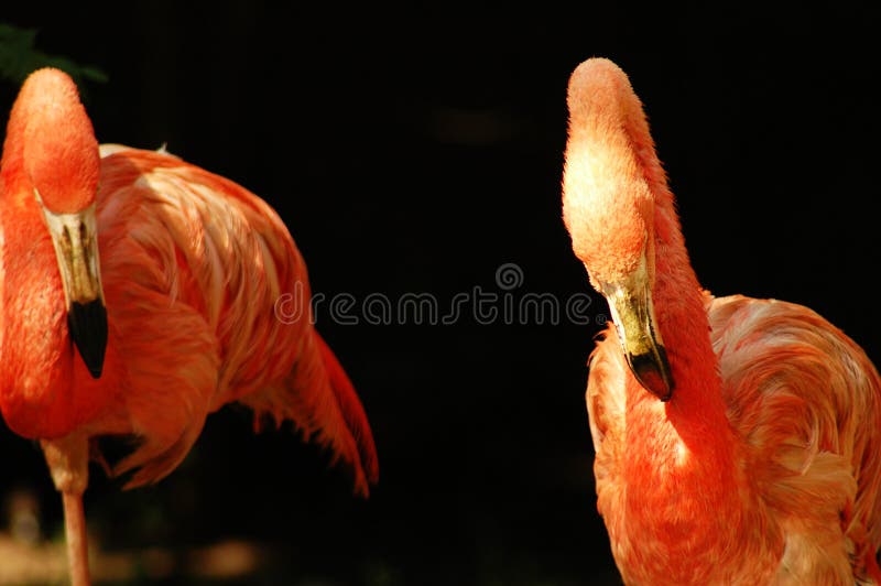 Flamingo bird royalty free stock images