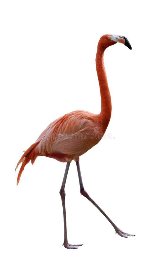 Flamingo Bird royalty free stock photos