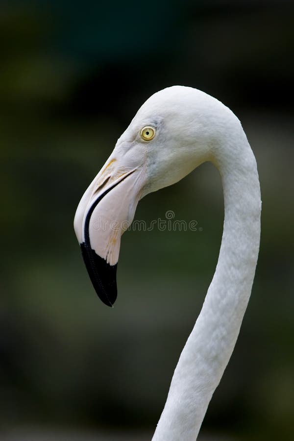 Flamingo bird royalty free stock images
