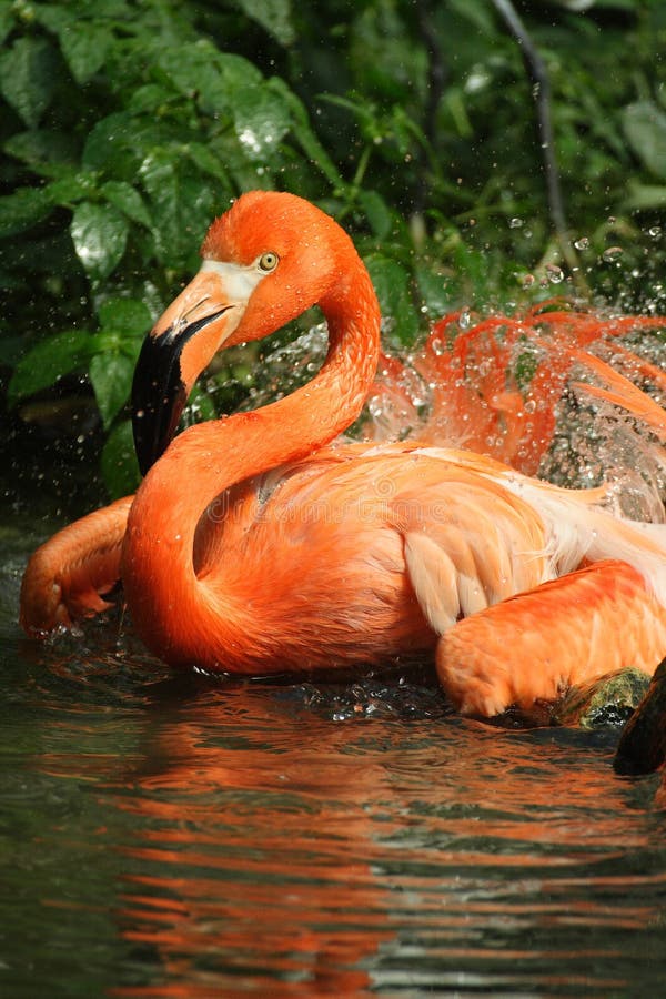 Flamingo bird royalty free stock image
