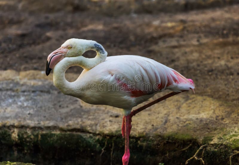 Flamingo bird in Bali Island Indonesia stock photography