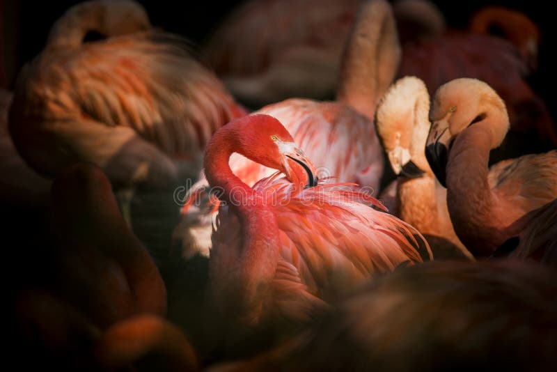 Flamingo bird close-up profile view, beautiful plumage, head, long neg, beak, eye in its surrounding and environment with water background, splashes in water, standing in the grass. The best photo