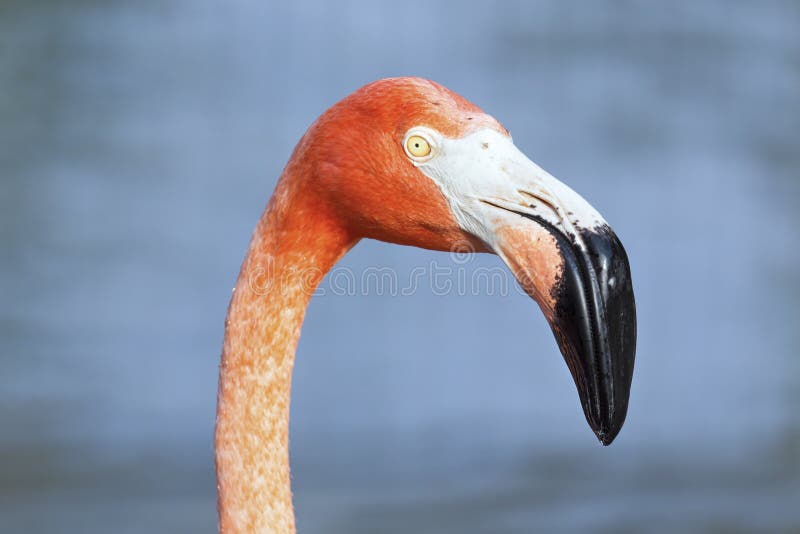 Flamingo Bird stock photo
