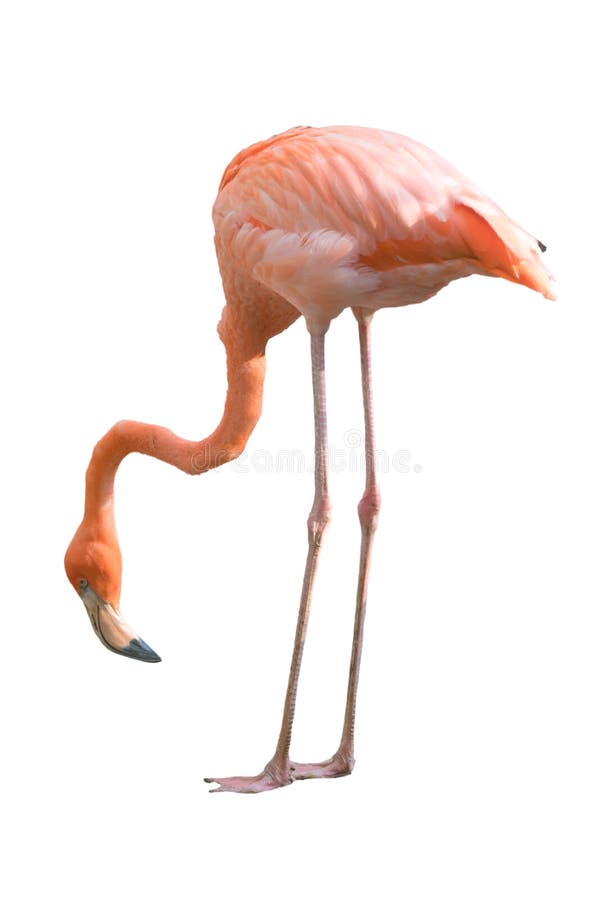 Flamingo bird isolated stock photos
