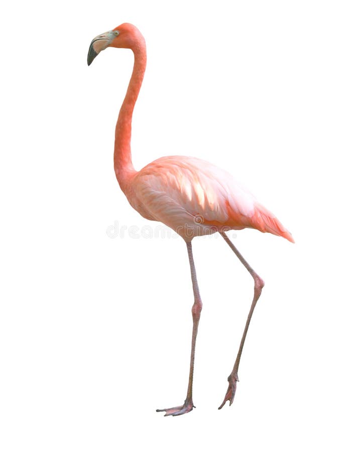 Flamingo bird isolated royalty free stock photo