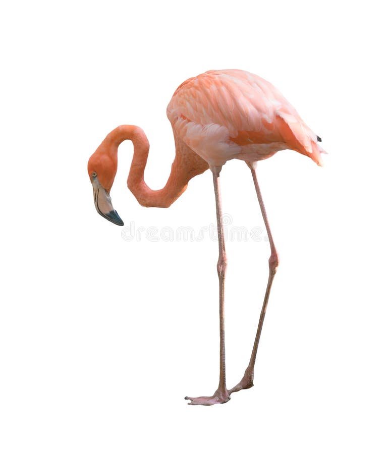 Flamingo bird isolated royalty free stock images