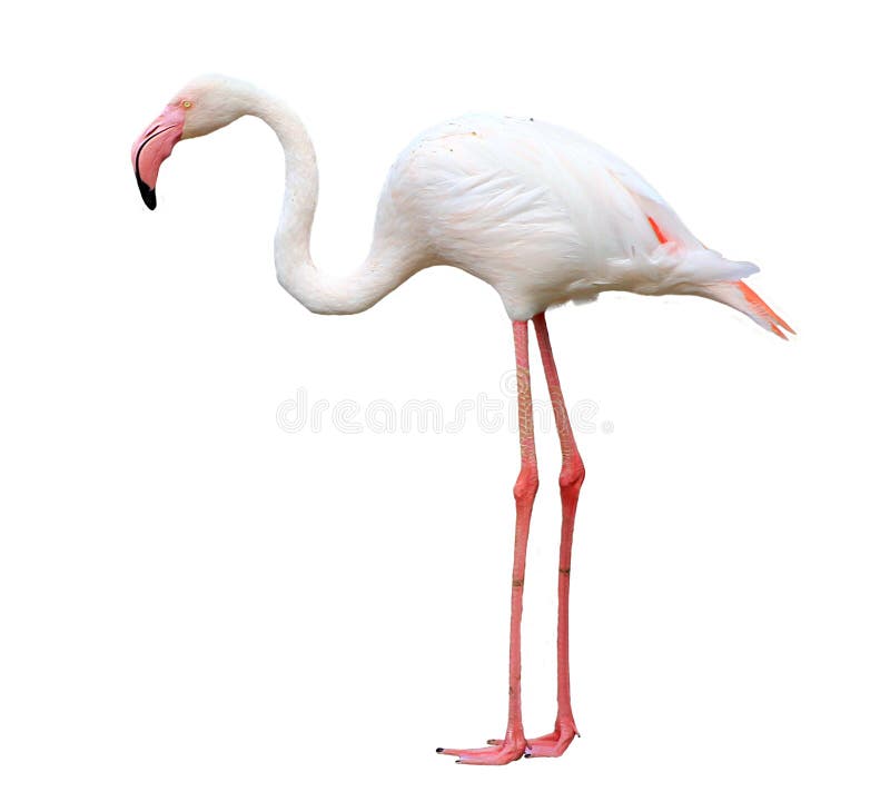 Flamingo bird isolated on white royalty free stock images