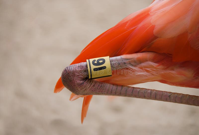 Flamingo Bird Leg Tagging Program Closeup stock photo