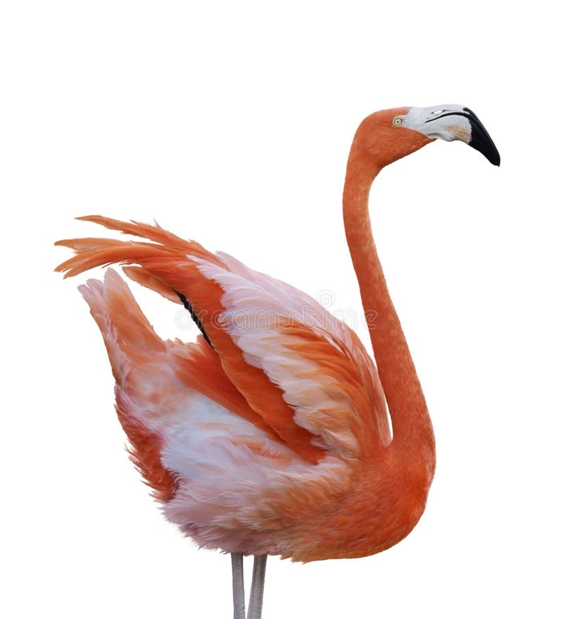 Flamingo Bird royalty free stock images