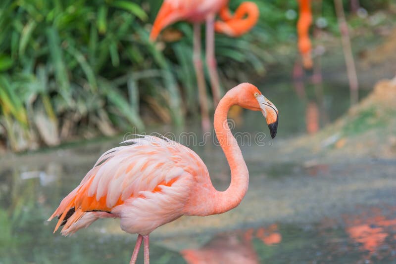 Flamingo bird stock photos