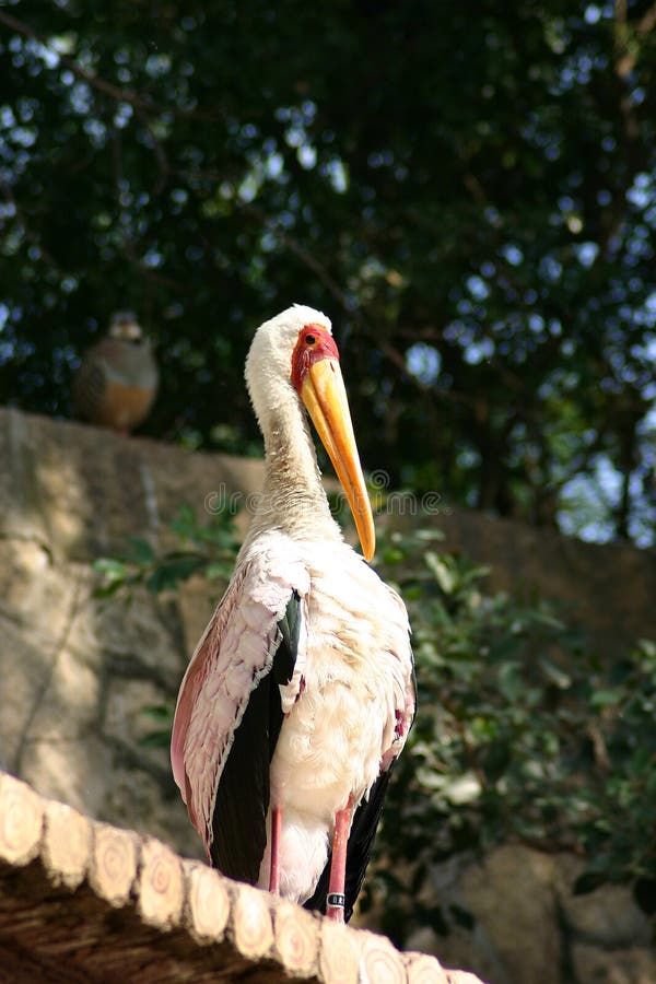 Flamingo bird on roof stock photo