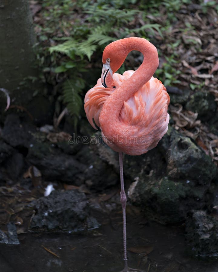 Flamingo bird Stock Photo.  Foliage background. Flamingo picture. Flamingo portrait. Flamingo image