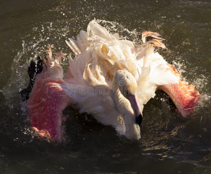 Flamingo bird washing in lake royalty free stock photos