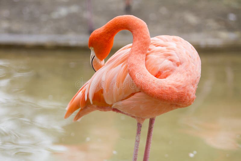 Flamingo bird in zoo stock photography