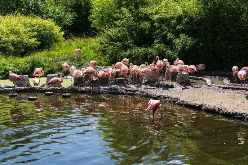 Flamingo birds near water in the zoo