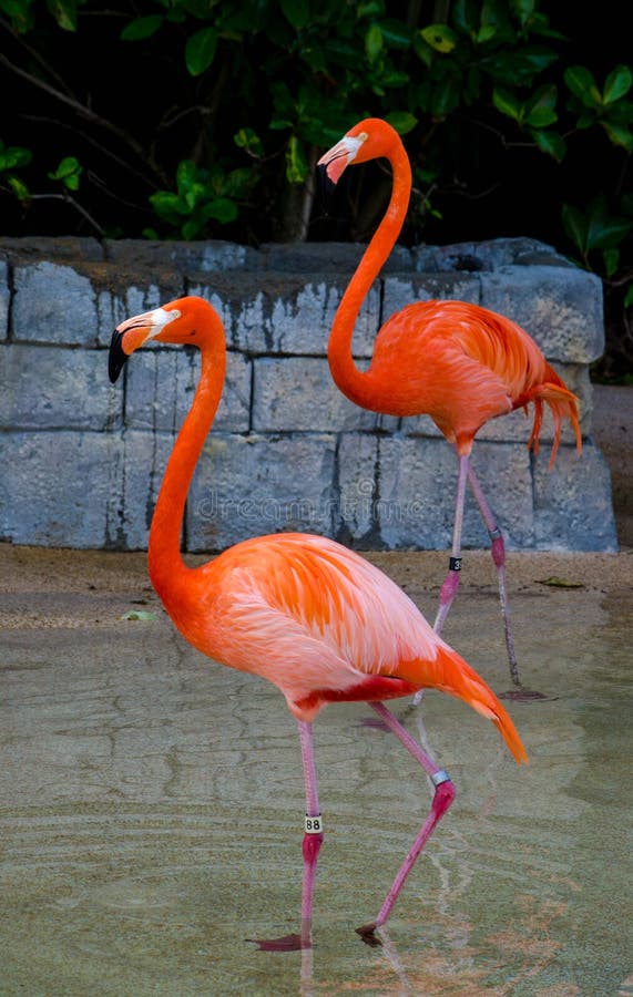 Flamingo birds (Phoenicopterus)