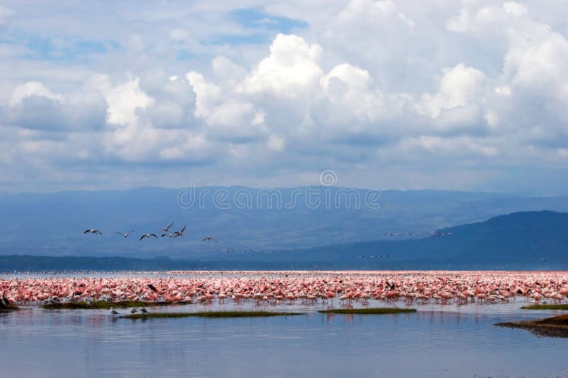 Flamingo birds sitting in a lake