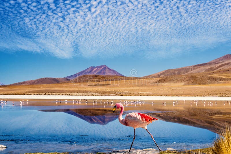 Laguna at the Ruta de las Joyas altoandinas in Bolivia with pink flamingo walking through the scene. Laguna at the Ruta de las Joyas altoandinas in Bolivia with pink flamingo walking through the scene