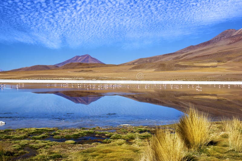 Laguna at the Ruta de las Joyas altoandinas in Bolivia with pink flamingos fishing in the lake. Laguna at the Ruta de las Joyas altoandinas in Bolivia with pink flamingos fishing in the lake