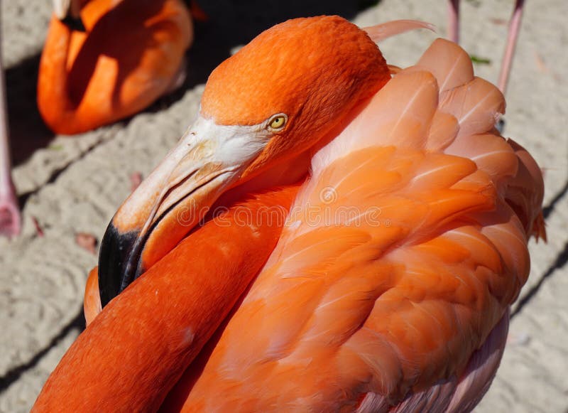 Flamingo bonito em um jardim zoológico foto de stock Flamingo bonito em um jardim zoológico foto de stock