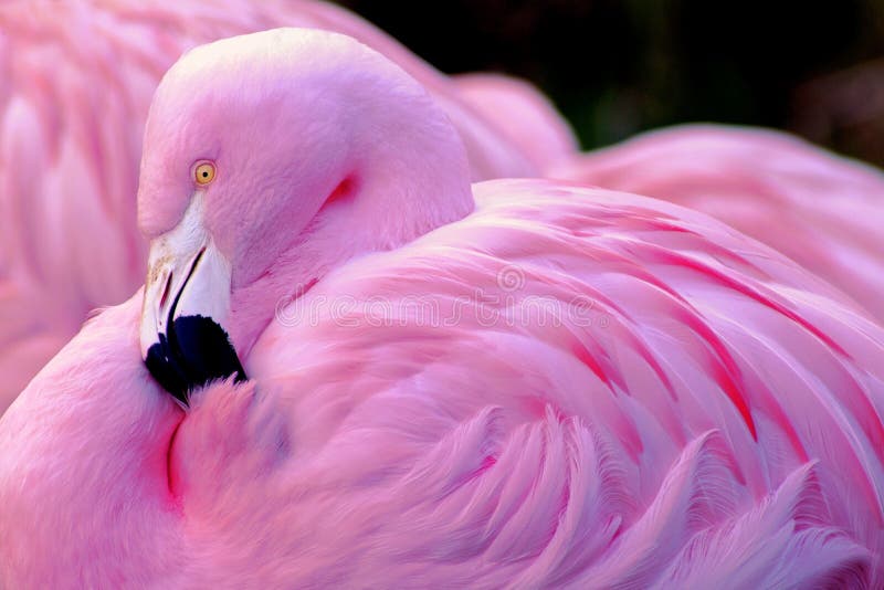 Flamingo chileno foto de stock Flamingo chileno foto de stock