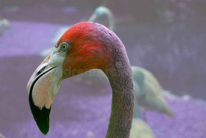 Flamingo Closeup