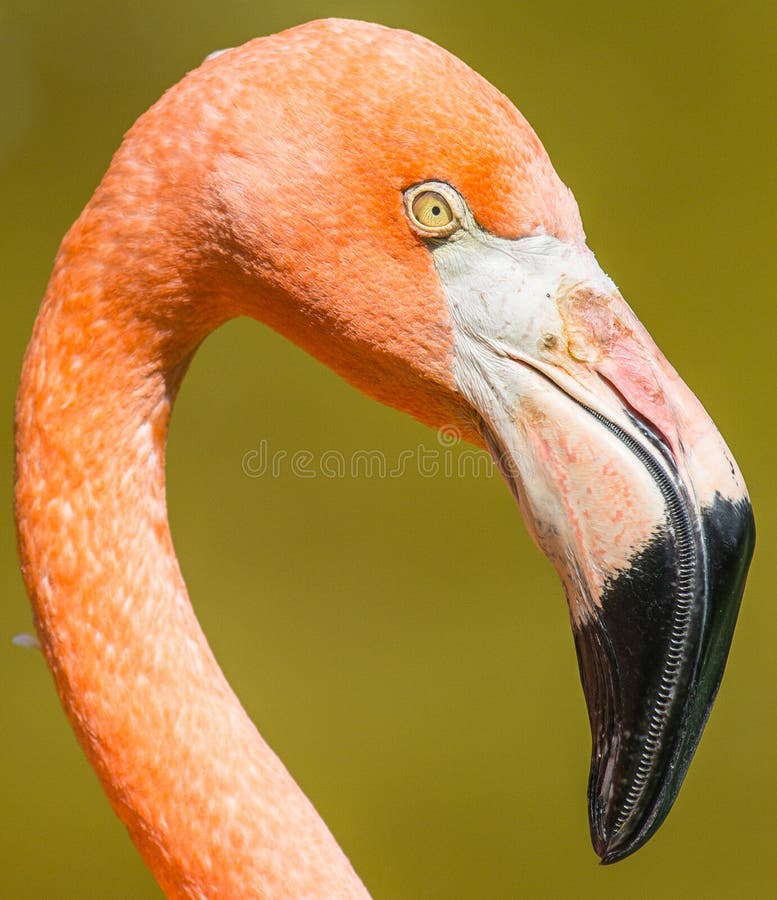 Flamingo closeup