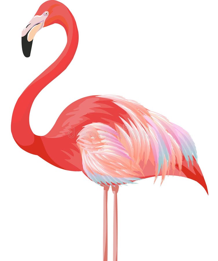 Flamingo cor-de-rosa ilustração stock