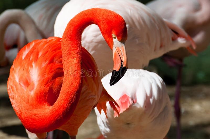 Flamingo cor-de-rosa foto de stock Flamingo cor-de-rosa foto de stock
