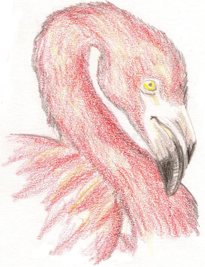 Flamingo cor-de-rosa ilustração royalty free