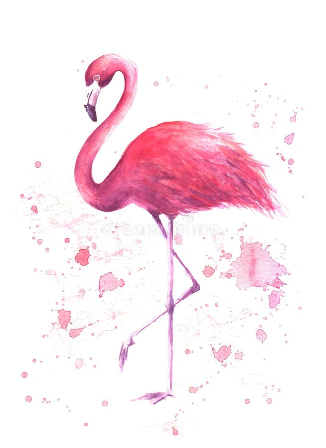 Flamingo cor-de-rosa da aquarela ilustração do vetor