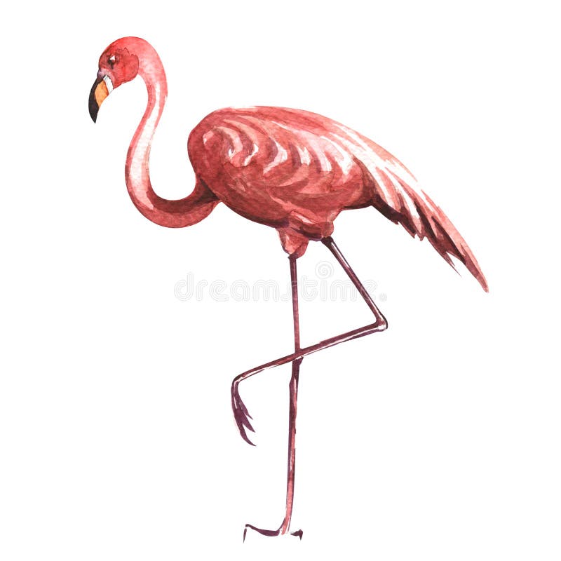 Flamingo cor-de-rosa isolado no fundo branco ilustração royalty free