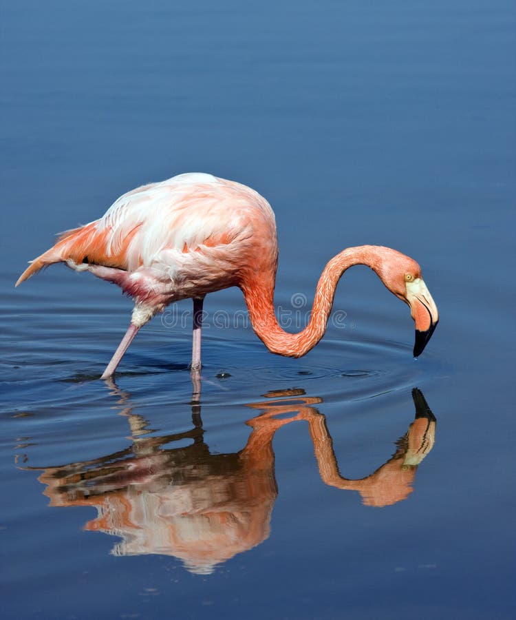 Flamingo - de Eilanden van de Galapagos royalty-vrije stock afbeelding Flamingo - de Eilanden van de Galapagos royalty-vrije stock afbeelding