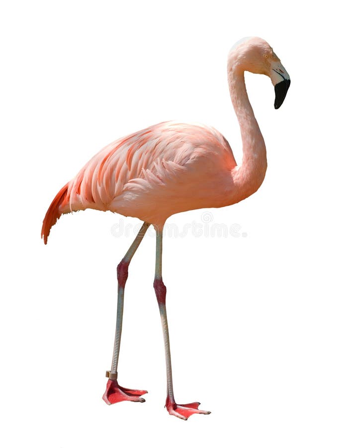 Flamingo die op wit wordt geïsoleerde stock foto's Flamingo die op wit wordt geïsoleerde stock foto's