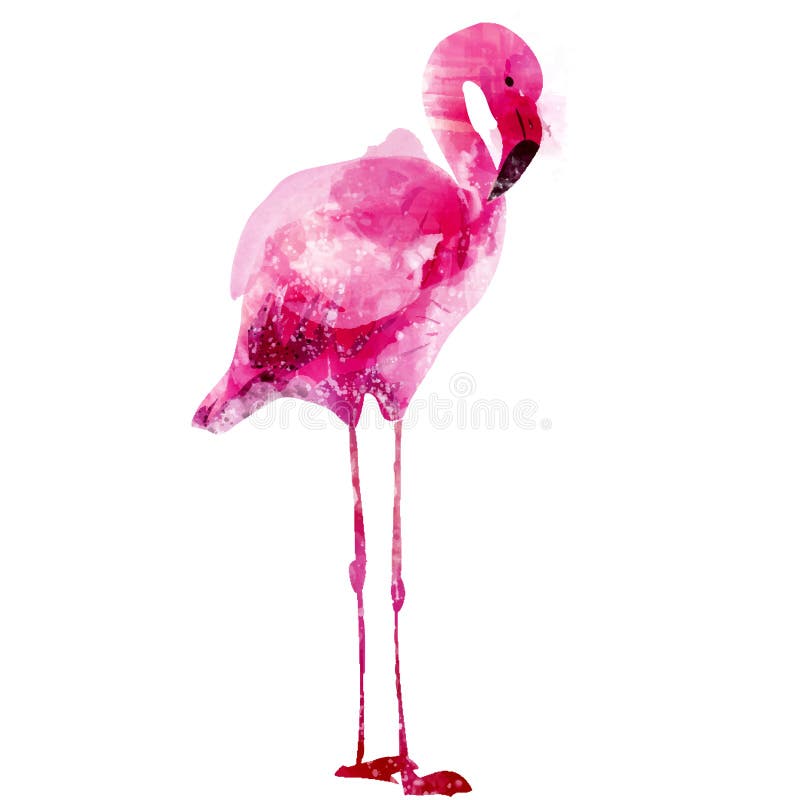Flamingo do rosa da aquarela do vetor ilustração do vetor