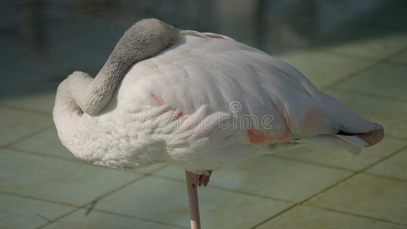 Flamingo durmiente descansando en una pierna en un ambiente tranquilo de agua. Un flamingo sereno sobre una pierna descansando sobre su cabeza en un ambiente de aguas tranquilas. Los pájaros con plumas rosas suaves y su elegante postura crean un ambiente tranquilo y tranquilo.