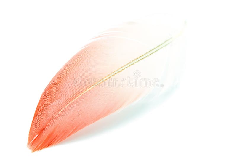 Flamingo feather isolated stock image