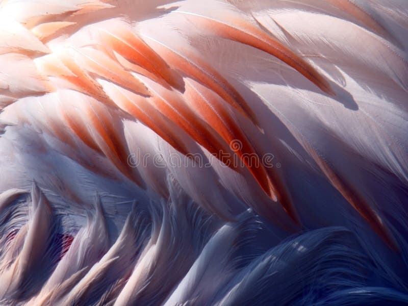 Flamingo-Federn
