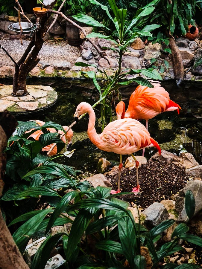 Onderdrukken parallel vrede 1 Flamingo, 2 Flamingos 2 Flamingos Eating. Tropical Garden Zoo Stock Photo  - Image of europe, garden: 215348440