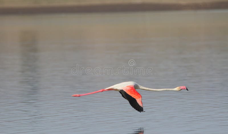 Flamingo fliegen stockbild Flamingo fliegen stockbild