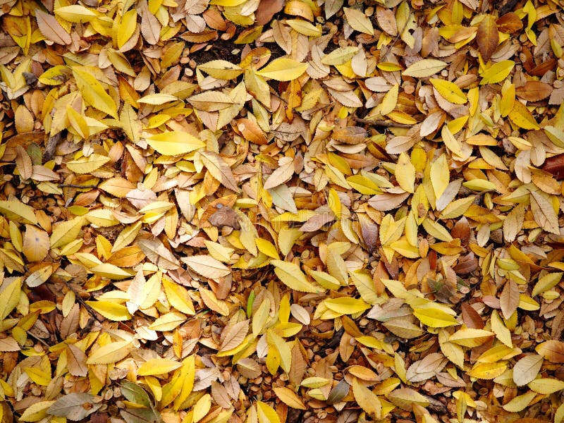 Rechazar hojas alfombra.