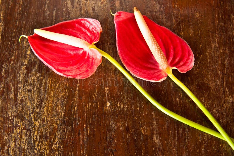 Flamingo flower