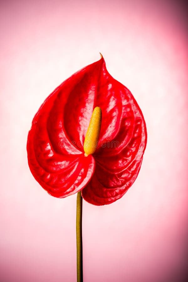 Flamingo Flower Isolated On Pink Background Stock Photo - Image of ...