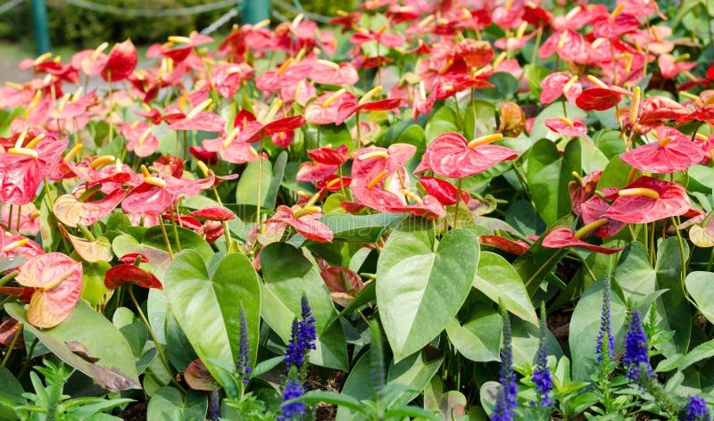 Flamingo flowers (Boy flower) in garden