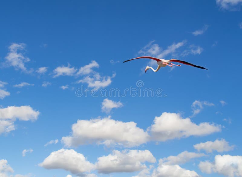 Flamingo flying in a blue sky royalty free stock photos