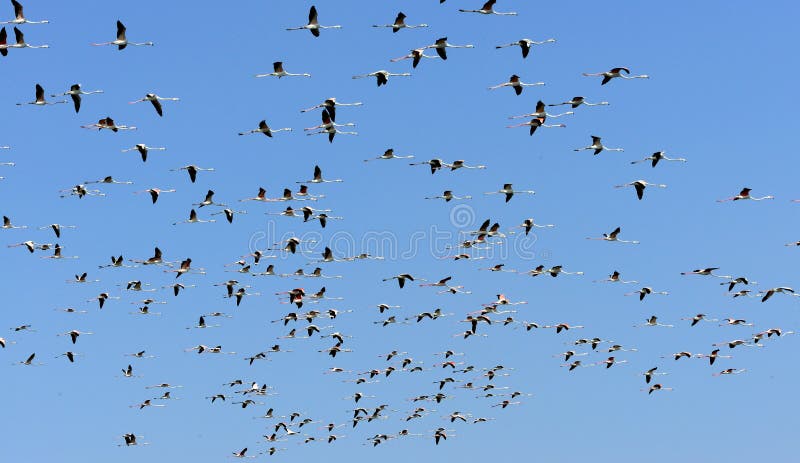 Flamingo Group stock images